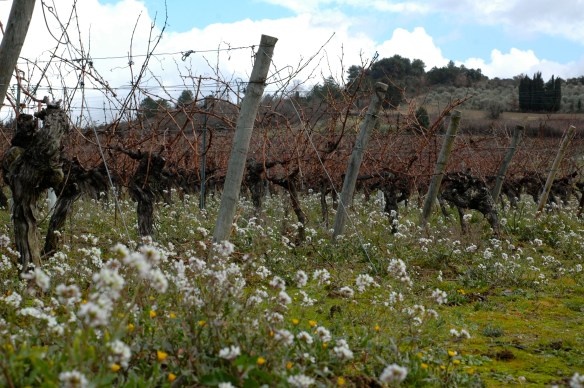 Vineyards in Languedoc-Roussillon