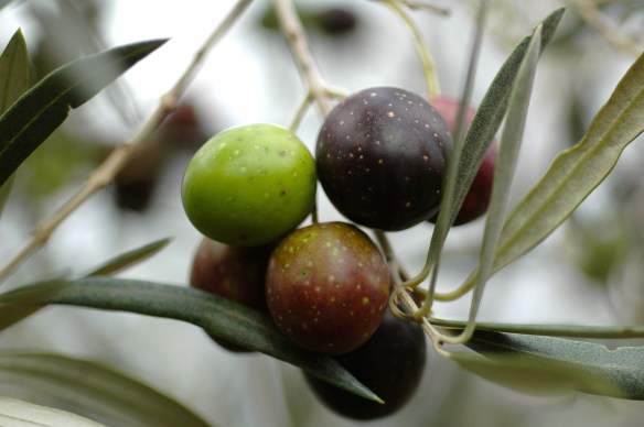 Olives