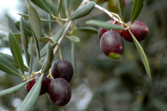 Olives in Cala d'Or