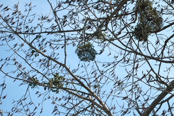 Mistletoe 