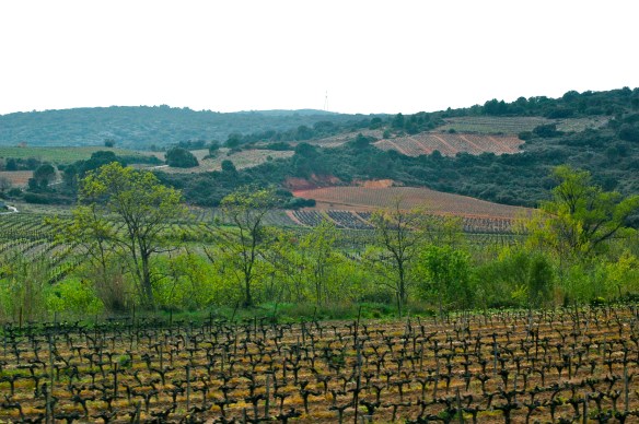 The vineyards around peyrepertuse chateau