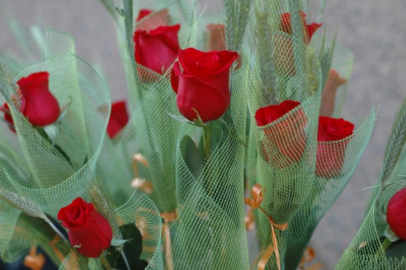 Red roses on Sant Jordi