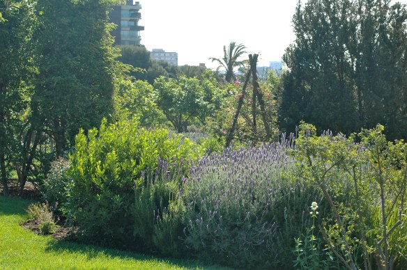 Lavender in park cervantes