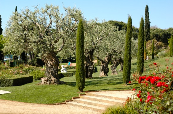 Olive trees in the park
